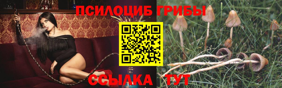 Галлюциногенные грибы Psilocybe  Вход с VPN  Вятские Поляны 